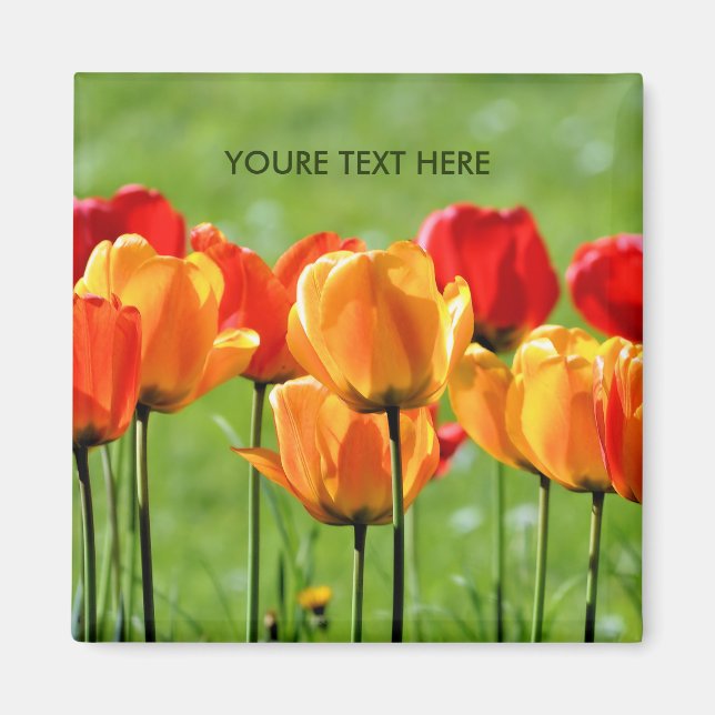 Gelbe und rote Tulpen Magnet (Vorne)