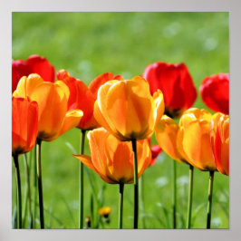 Gelbe und rote Tulpen Poster