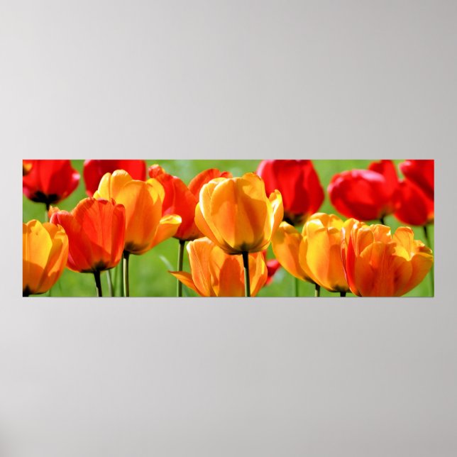 Gelbe und rote Tulpen Poster (Vorne)