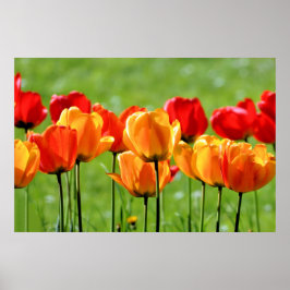 Gelbe und rote Tulpen Poster
