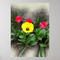 Gelbe und rote Tulpen