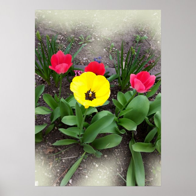 Gelbe und rote Tulpen Poster (Vorne)
