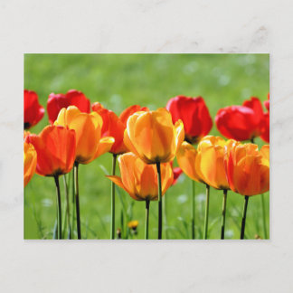 Gelbe und rote Tulpen Postkarte