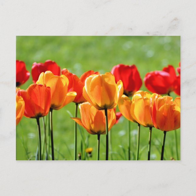 Gelbe und rote Tulpen Postkarte (Vorderseite)
