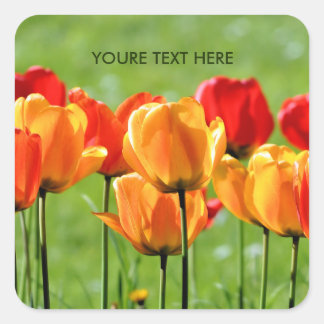 Gelbe und rote Tulpen Quadratischer Aufkleber