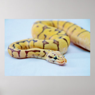Gelbe und schwarze Ball Python 2 Poster