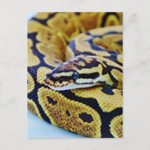 Gelbe und schwarze Ball-Python Postkarte