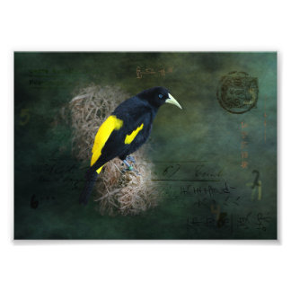Gelbe und schwarze Bird Fine Art Fotografy Fotodruck