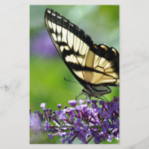 Gelbe und schwarze Schmetterling auf Lavendel