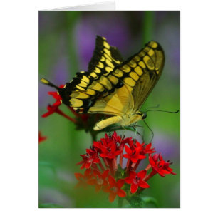 Gelbe und schwarze Schmetterlinge