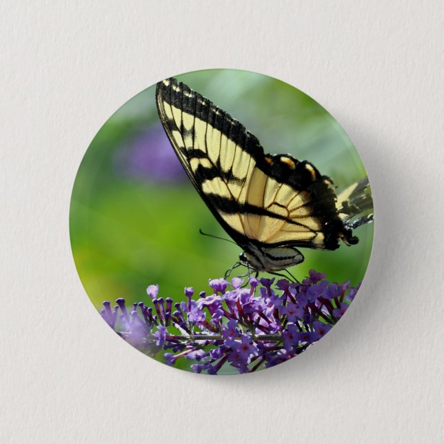 Gelbe und schwarze Schmetterlinge auf dem Lavendel Button (Vorderseite)