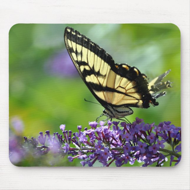 Gelbe und schwarze Schmetterlinge auf dem Lavendel Mousepad (Vorne)