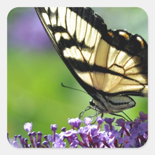 Gelbe und schwarze Schmetterlinge auf dem Lavendel Quadratischer Aufkleber (Vorderseite)