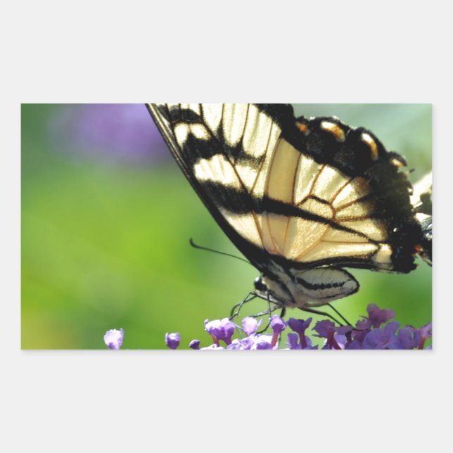 Gelbe und schwarze Schmetterlinge auf dem Lavendel Rechteckiger Aufkleber (Vorderseite)