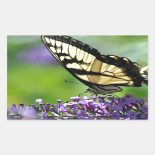 Gelbe und schwarze Schmetterlinge auf dem Lavendel Rechteckiger Aufkleber