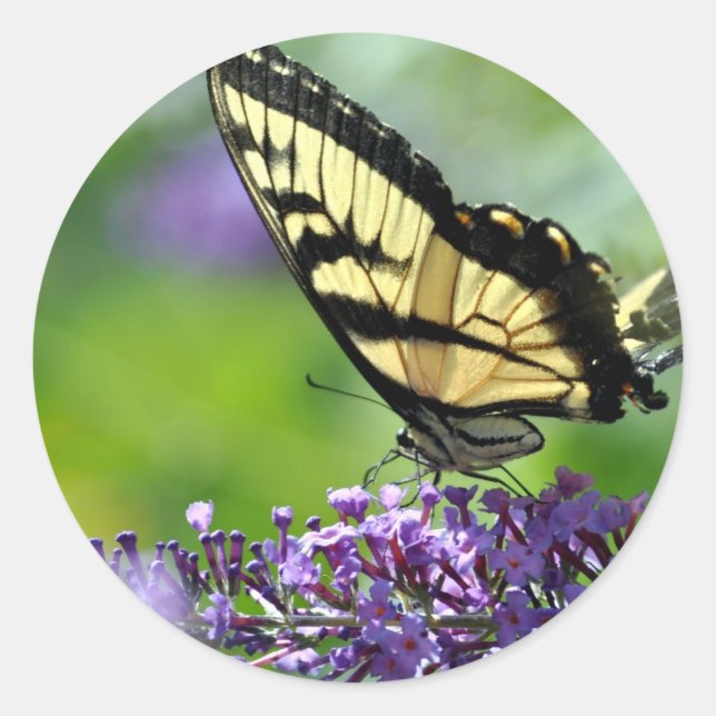 Gelbe und schwarze Schmetterlinge auf dem Lavendel Runder Aufkleber (Vorderseite)