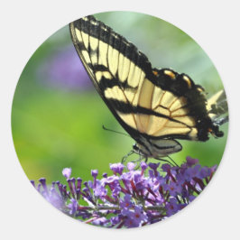 Gelbe und schwarze Schmetterlinge auf dem Lavendel Runder Aufkleber