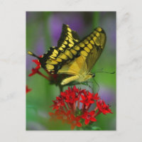 Gelbe und schwarze Schmetterlinge