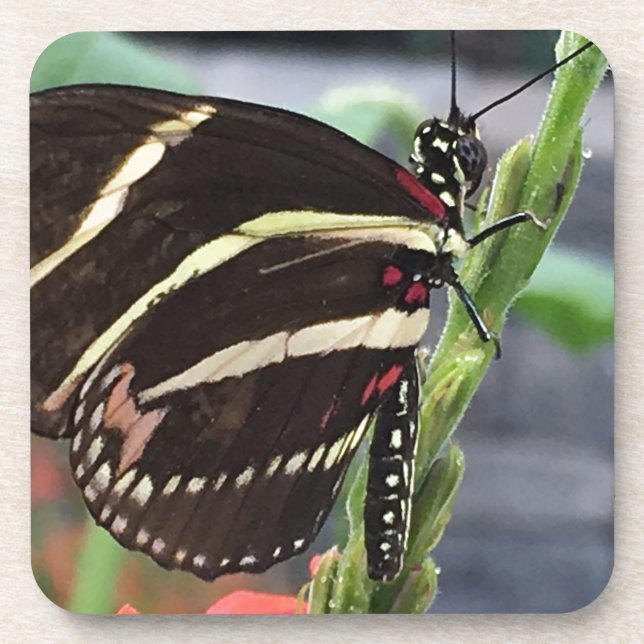 Gelbe und schwarze Schmetterlingsflügel Untersetzer (Vorderseite)