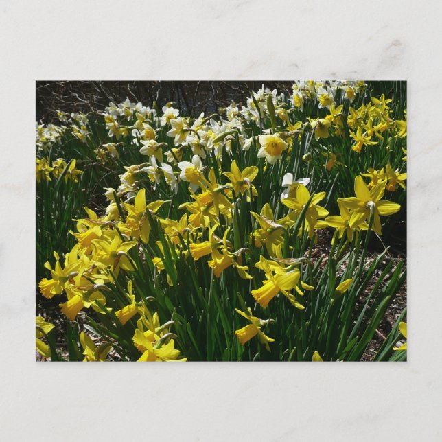 Gelbe und weiße Kleidung Frühlingsblumen Postkarte (Vorderseite)