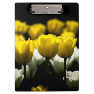 Gelbe und weiße Tulpen Klemmbrett