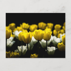 Gelbe und weiße Tulpen Postkarte