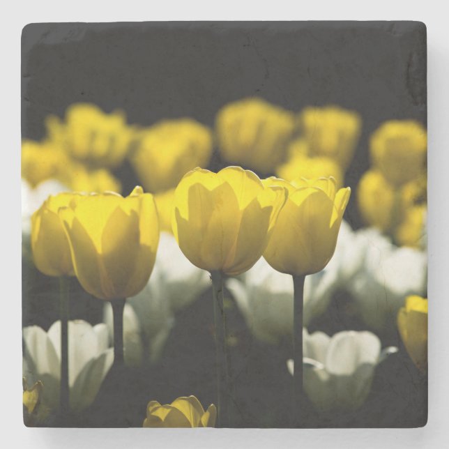 Gelbe und weiße Tulpen Steinuntersetzer (Vorderseite)