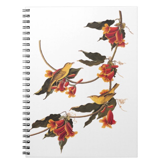 Gelbe Warbler-Schwangvögel auf blühender Kreuzung Notizblock (Vorderseite)