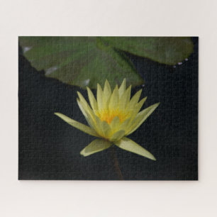 Gelbe Wasserlilie Jigsaw Puzzle