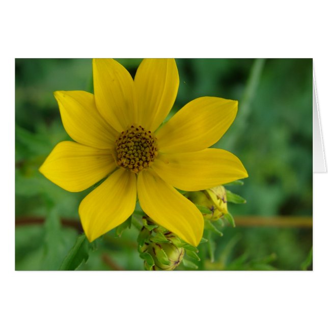 Gelbe Wildblume (Vorderseite (Horizontal))
