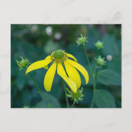 Gelbe Wildblume mit grüner Kopfschnur Postkarte