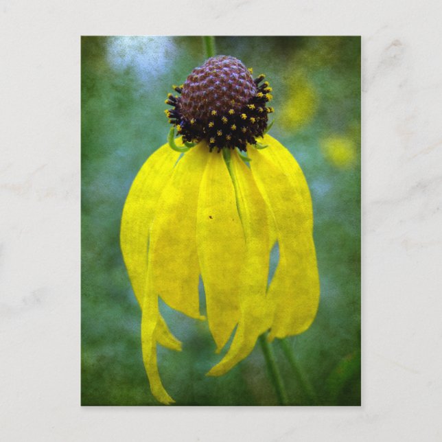 Gelbe Wildblume Postkarte (Vorderseite)