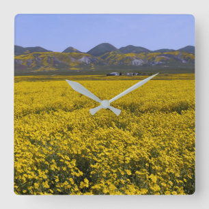 Gelbe Wildblume Quadratische Wanduhr