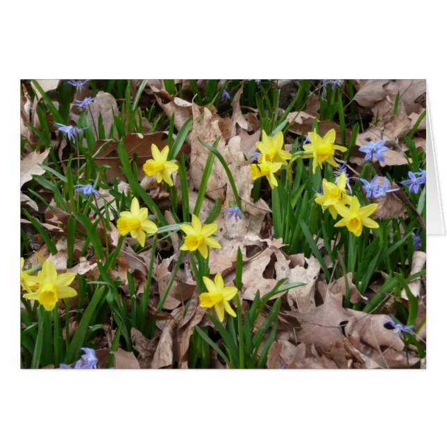 Gelbe Wildblumen (Vorderseite (Horizontal))