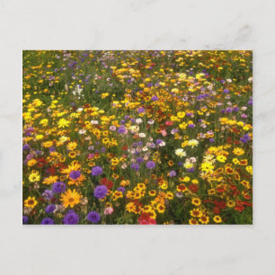 Gelbe Wildblumen Blume Postkarte