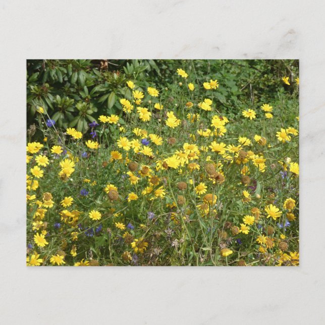 Gelbe Wildblumen DICKE Postkarte (Vorderseite)