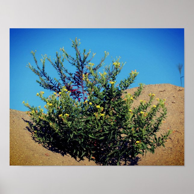 Gelbe Wildblumen im Sand Poster (Vorne)