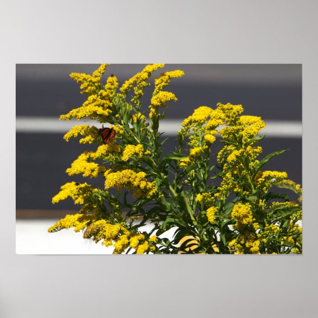 Gelbe Wildblumen mit Butterfly-Poster Poster (Vorne)