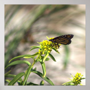 Gelbe Wildblumen mit Butterfly-Poster Poster