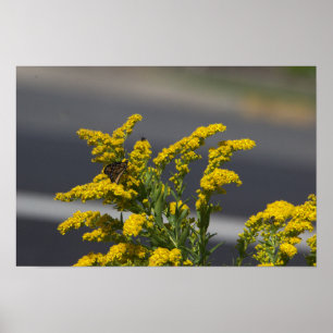 Gelbe Wildblumen mit Schmetterling Poster
