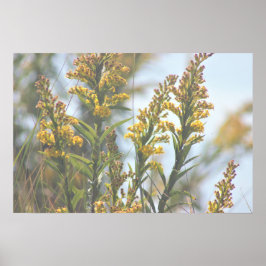 Gelbe Wildblumen Poster