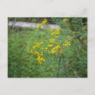 Gelbe Wildblumen Postkarte