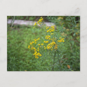 Gelbe Wildblumen Postkarte