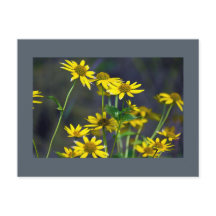 Gelbe Wildblumen Postkarte