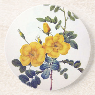 Gelbe Wilde Rose, Pierre Joseph Redouté Untersetzer