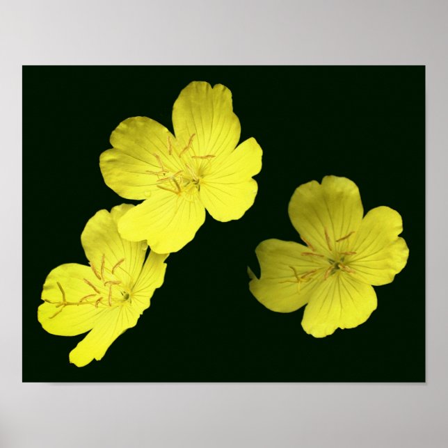 Gelbe Wildgeranine-Blume Poster (Vorne)