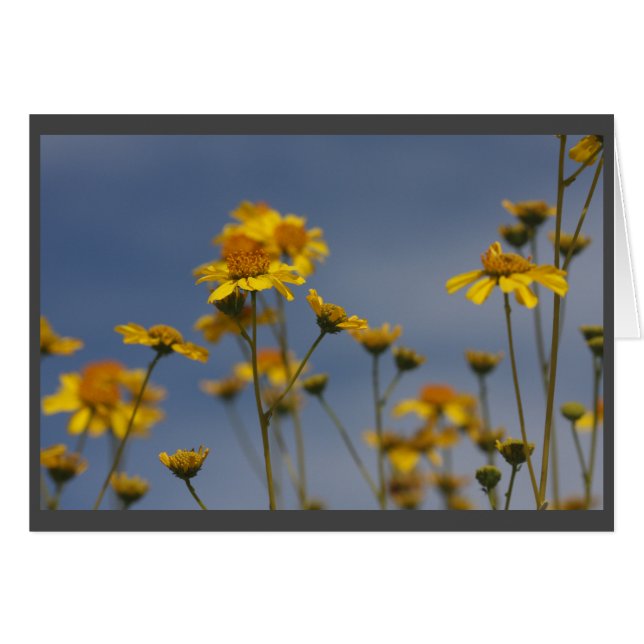 Gelbe Wüste Wildblume (Vorderseite (Horizontal))