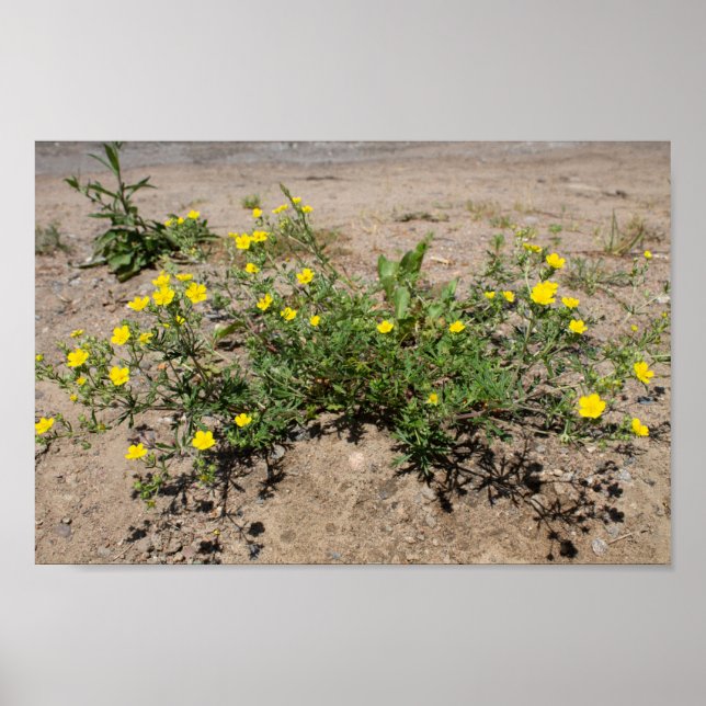 Gelbe, zarte Blumen auf dem Sand Poster (Vorne)