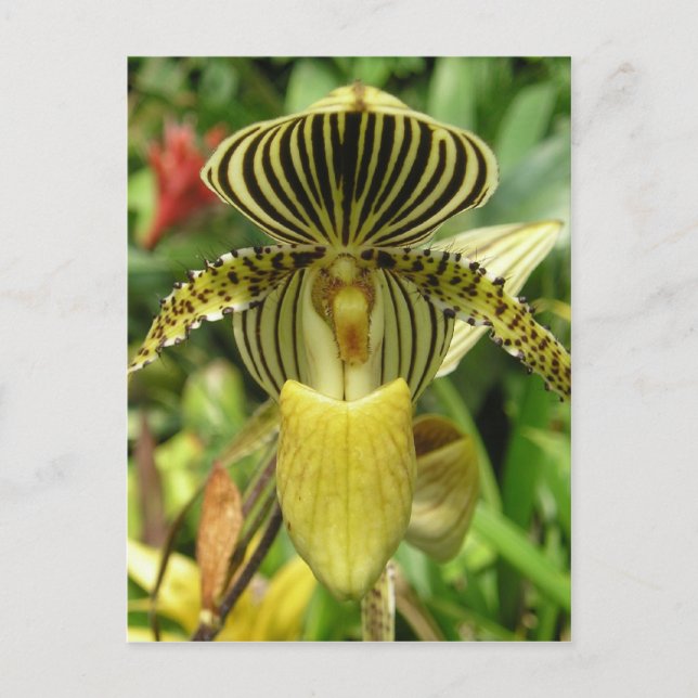 Gelbe Zebra Streifen Orchid Postkarte (Vorderseite)