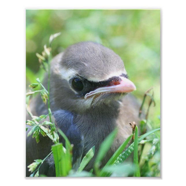 Gelbe Zedernvogel Waxwing Fledgling Bird 8x10 Fotodruck (Vorne)